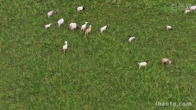 江南农家<strong>生态湿地</strong>放养山羊